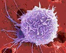 vista microscópica de una célula vista microscópica de una célula